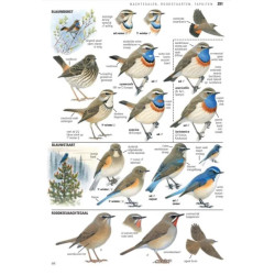 ANWB Vogelgids van Europa