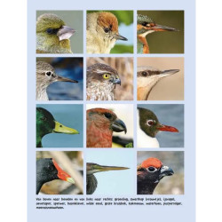 Vogelgids voor kids