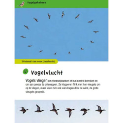 Vogelgids voor kids