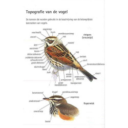 Compactgids Tuinvogels