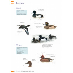 Veldgids Zeldzame Vogels Vergelijken KNNV