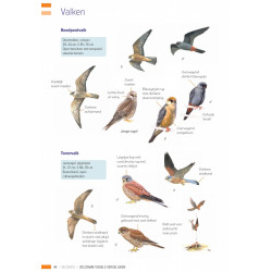Veldgids Zeldzame Vogels Vergelijken KNNV