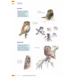 Veldgids Zeldzame Vogels Vergelijken KNNV