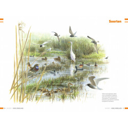 Veldgids Vogels Vergelijken KNNV