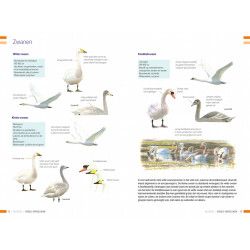 Veldgids Vogels Vergelijken KNNV