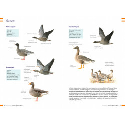 Veldgids Vogels Vergelijken KNNV