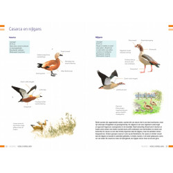 Veldgids Vogels Vergelijken KNNV