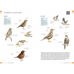 Veldgids Vogels Vergelijken KNNV