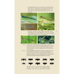 Veldgids Libellen KNNV