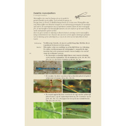 Veldgids Libellen KNNV