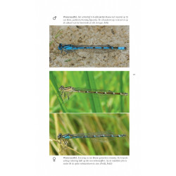 Veldgids Libellen KNNV