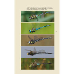 Veldgids Libellen KNNV