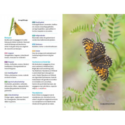 Zakgids Vlinders van de BeNeLux