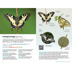 Zakgids Vlinders van de BeNeLux