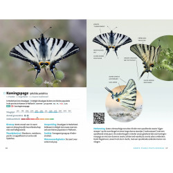 Zakgids Vlinders van de BeNeLux