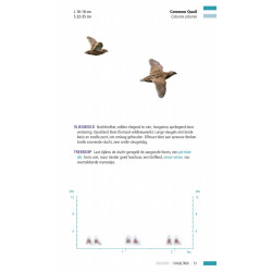 Veldgids Vogeltrek KNNV