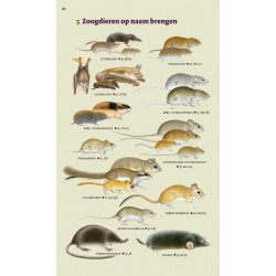 Veldgids Europese Zoogdieren