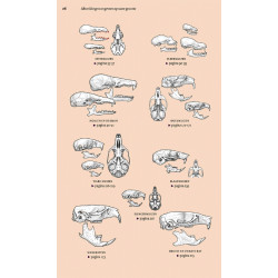 Veldgids Europese Zoogdieren