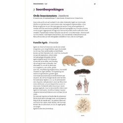 Veldgids Europese Zoogdieren