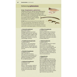 Veldgids Europese Zoogdieren