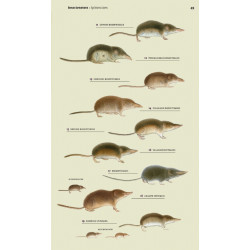 Veldgids Europese Zoogdieren