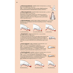 Veldgids Europese Zoogdieren