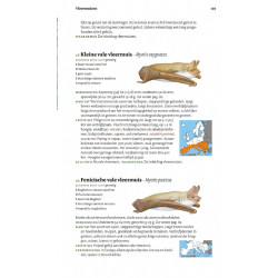 Veldgids Europese Zoogdieren