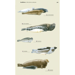 Veldgids Europese Zoogdieren