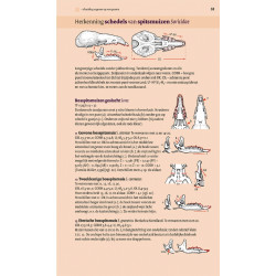 Veldgids Europese Zoogdieren