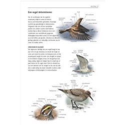Alle Vogels van Europa