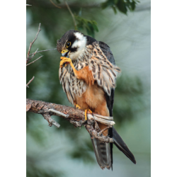 ANWB Roofvogelgids van Europa