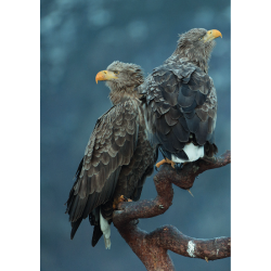 ANWB Roofvogelgids van Europa