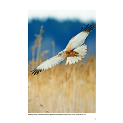 ANWB Roofvogelgids van Europa