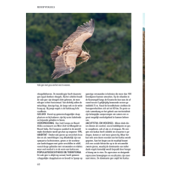 ANWB Roofvogelgids van Europa