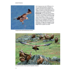 ANWB Roofvogelgids van Europa