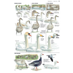 ANWB Vogelgids van Europa