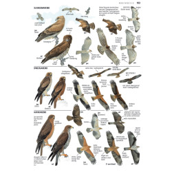ANWB Vogelgids van Europa