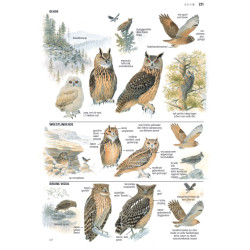 ANWB Vogelgids van Europa