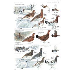 ANWB Vogelgids van Europa