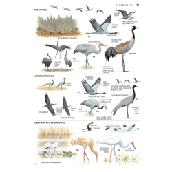 ANWB Vogelgids van Europa