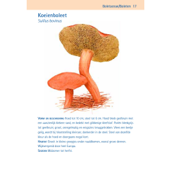 Compactgids Paddenstoelen