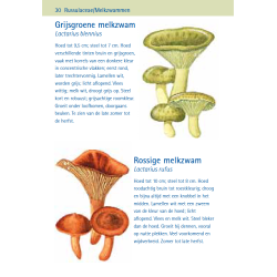 Compactgids Paddenstoelen