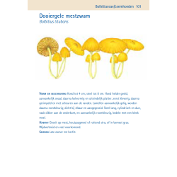 Compactgids Paddenstoelen