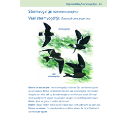 Compactgids Vogels