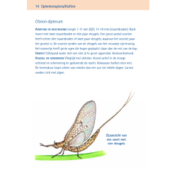 Compactgids Insecten