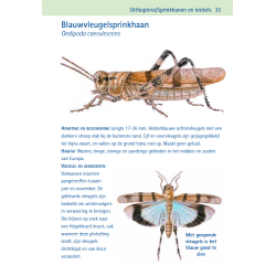 Compactgids Insecten
