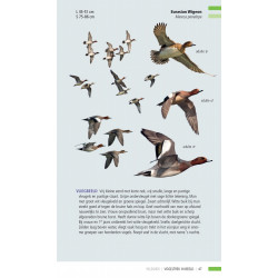Veldgids Vogeltrek in beeld