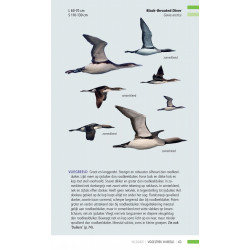 Veldgids Vogeltrek in beeld