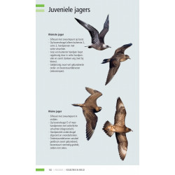 Veldgids Vogeltrek in beeld
