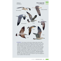 Veldgids Vogeltrek in beeld